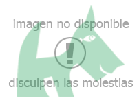 NUTRO ADULTO RAZAS MEDIANAS CORDERO